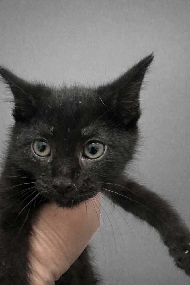 LEI - Domestic Short Hair available for adoption