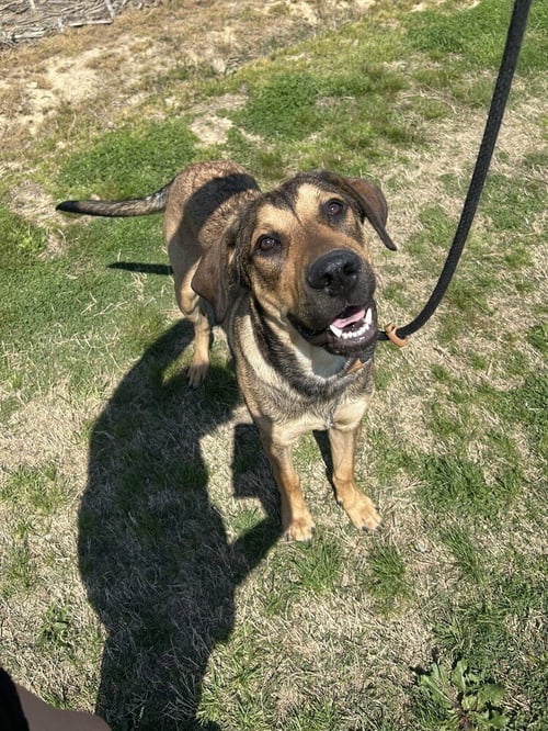 VINCE - Shepherd available for adoption