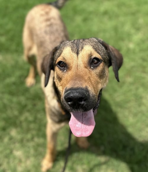 VINCE - Shepherd available for adoption