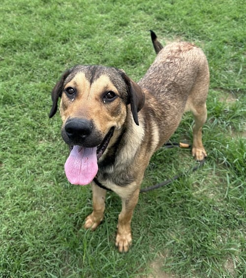 VINCE - Shepherd available for adoption