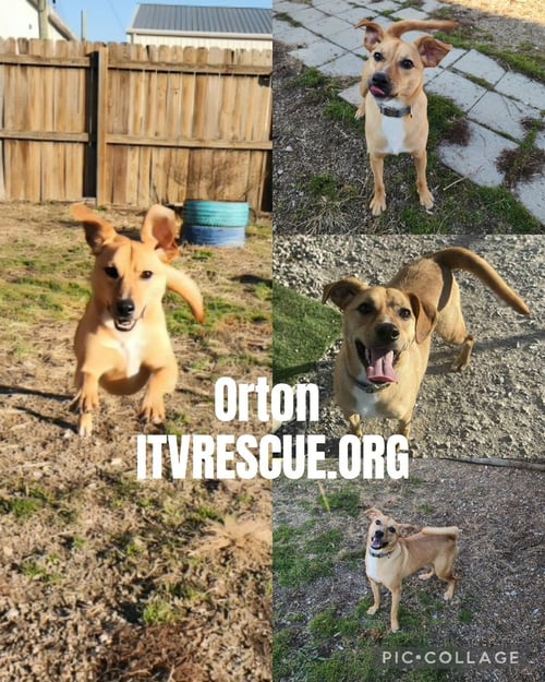 ORTON - Terrier / Terrier available for adoption