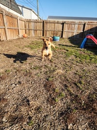 Orton - Photo 3