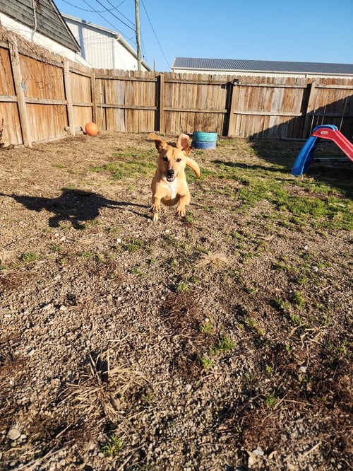 ORTON - Terrier / Terrier available for adoption