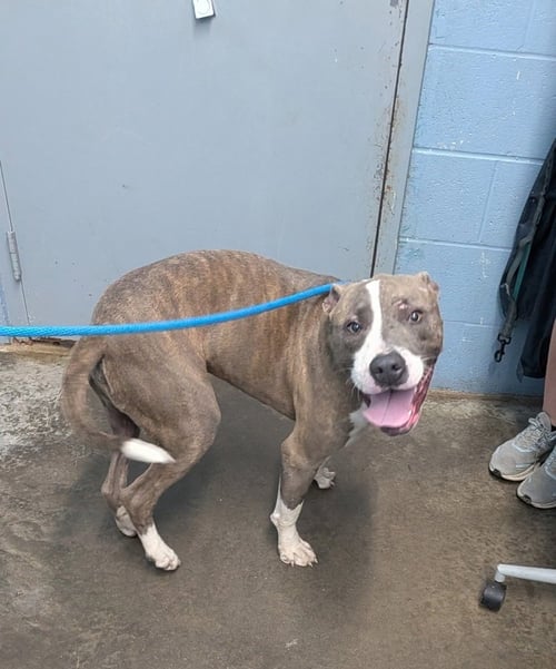 KYSON - Pit Bull Terrier available for adoption