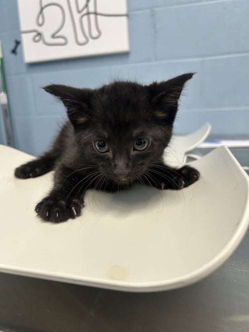 ISLAND BURST - Domestic Short Hair available for adoption