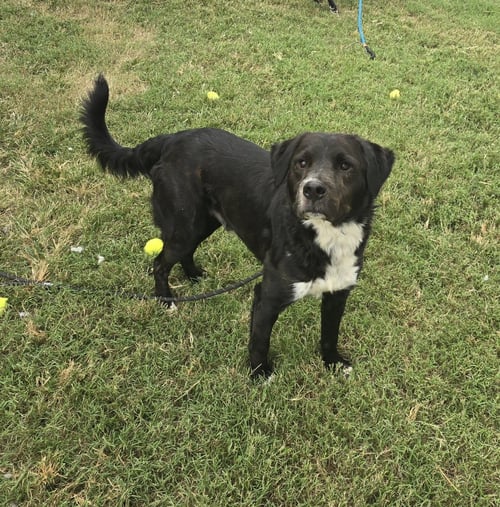 SLIM - Retriever available for adoption