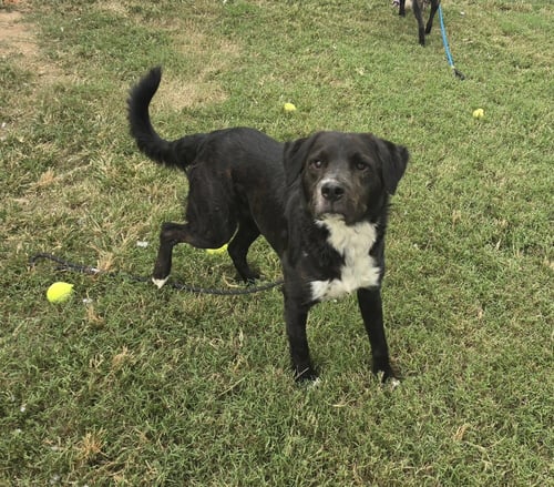 SLIM - Retriever available for adoption