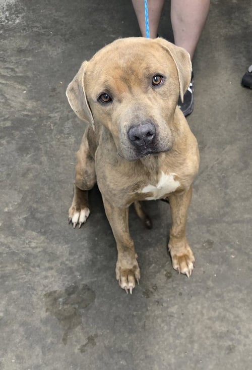 TANK - Pit Bull Terrier / Cane Corso Mastiff available for adoption