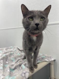 BOOKER - Domestic Short Hair available for adoption