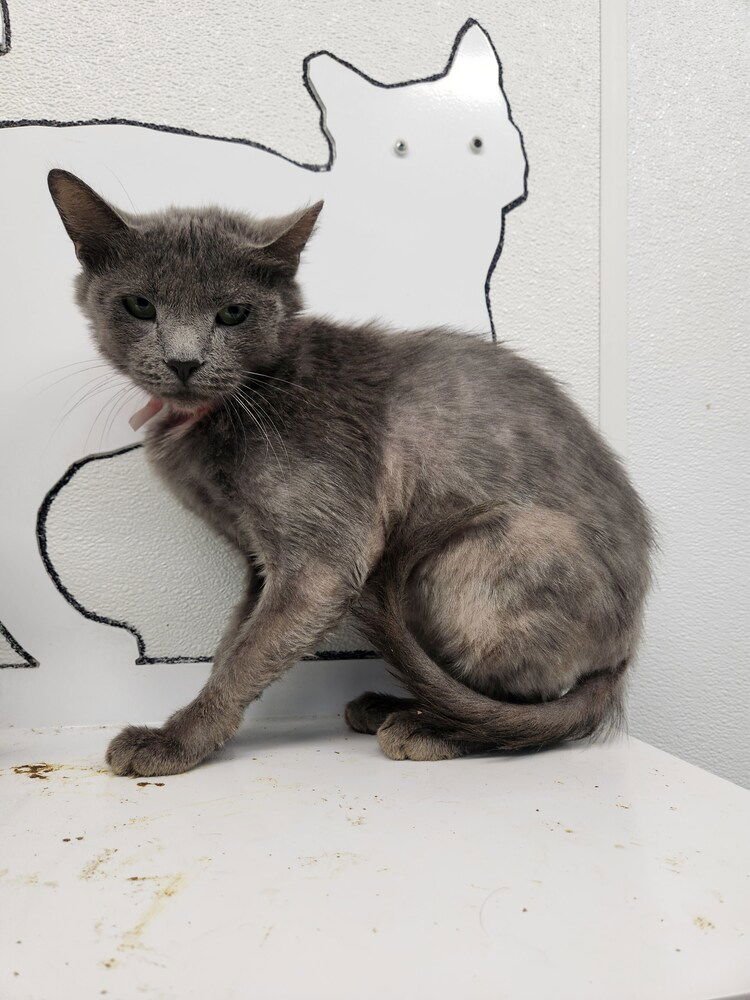 BOOKER - Domestic Short Hair available for adoption