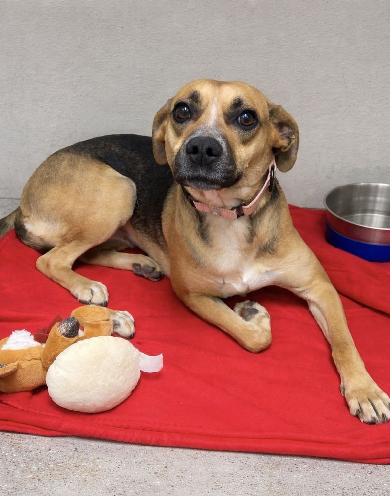 VENUS - Terrier available for adoption