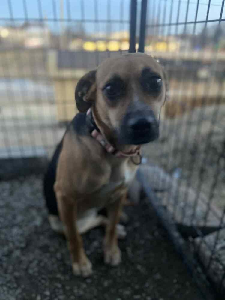 VENUS - Terrier available for adoption