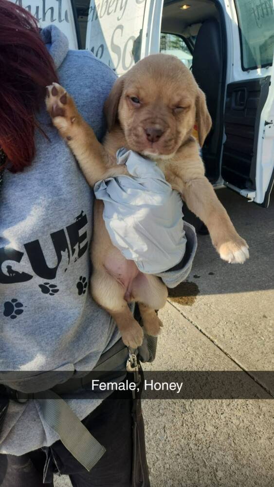 HONEY - Terrier available for adoption