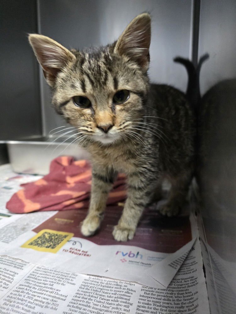 PINOCCHIO - Domestic Short Hair available for adoption