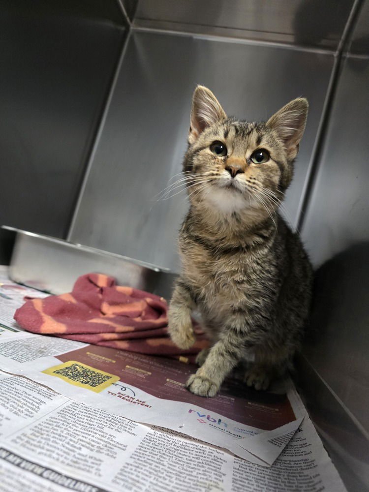 PINOCCHIO - Domestic Short Hair available for adoption