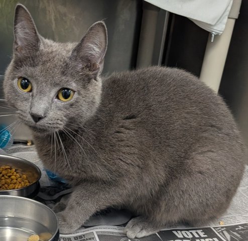 SEAL - Domestic Short Hair available for adoption