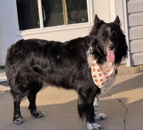 REMINGTON (BEAR) - Collie available for adoption