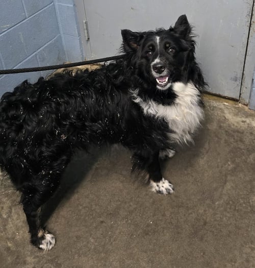 REMINGTON (BEAR) - Collie available for adoption