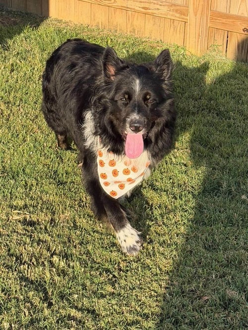 REMINGTON (BEAR) - Collie available for adoption