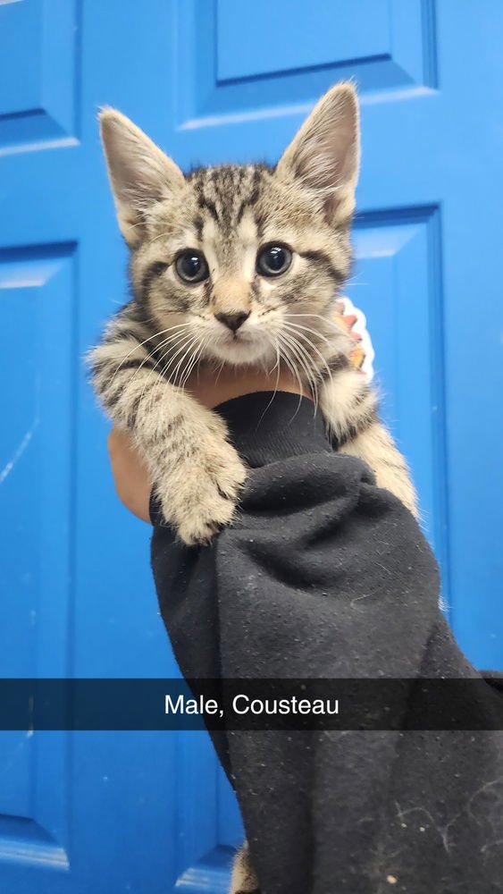 COUSTEAU - American Shorthair available for adoption