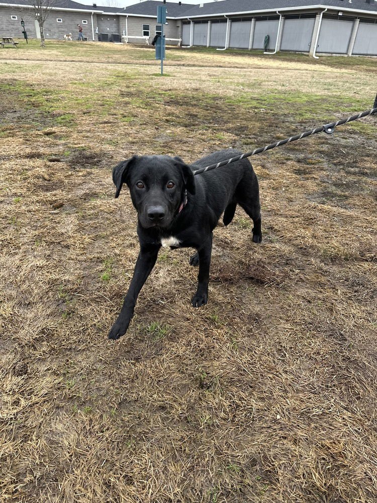 CHERRY - Rottweiler / Husky available for adoption