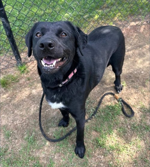 CHERRY - Rottweiler / Husky available for adoption