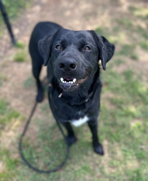 CHERRY - Rottweiler / Husky available for adoption