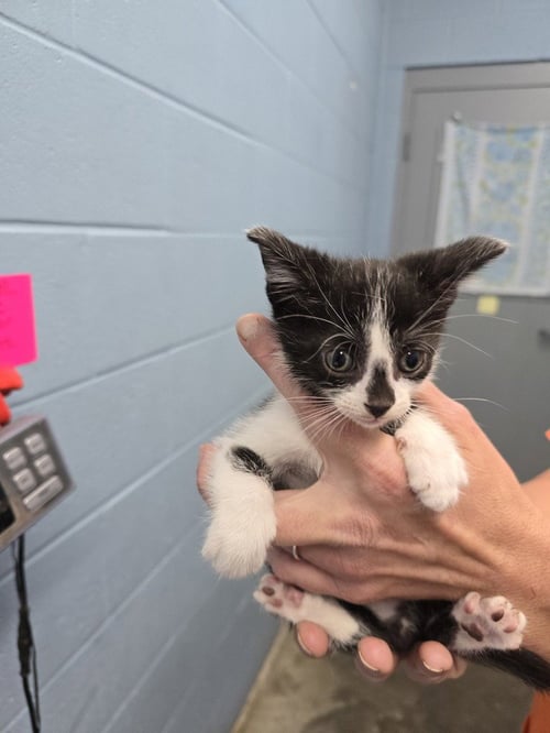 KROGER - Domestic Short Hair available for adoption