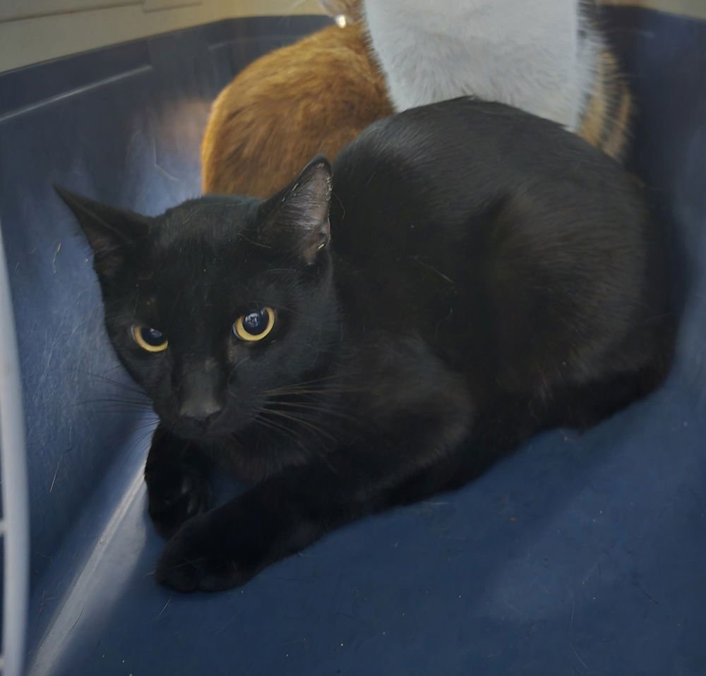 BLACK EYED PEA - Domestic Short Hair available for adoption