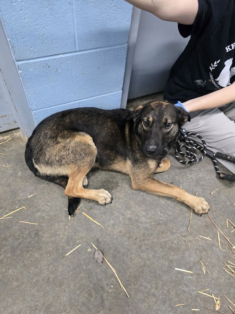 ZORA - Shepherd available for adoption