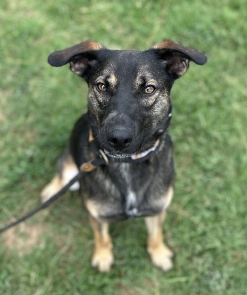 ZORA "HAZEL - Shepherd available for adoption
