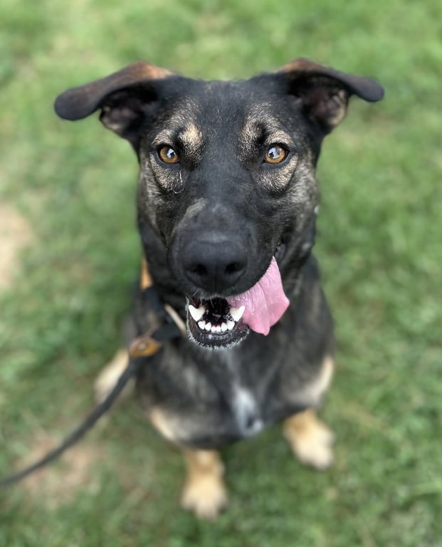 Zora "Hazel Image
