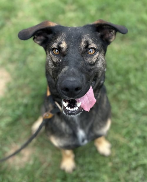 ZORA "HAZEL - Shepherd for adoption in Evansville