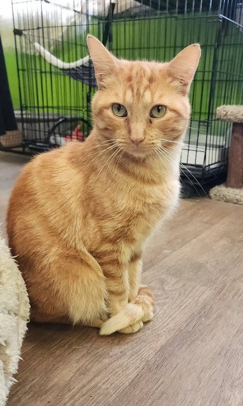 CASTIEL - Domestic Short Hair for adoption in Owensboro
