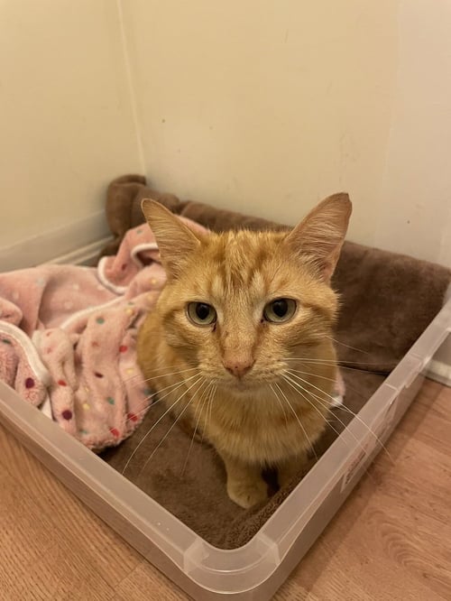 CASTIEL - Domestic Short Hair available for adoption