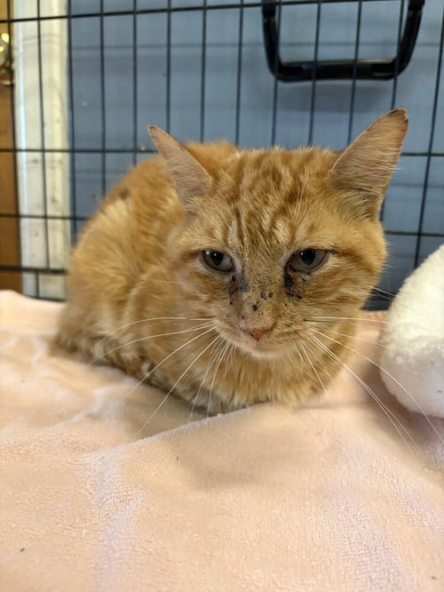 CASTIEL - Domestic Short Hair available for adoption