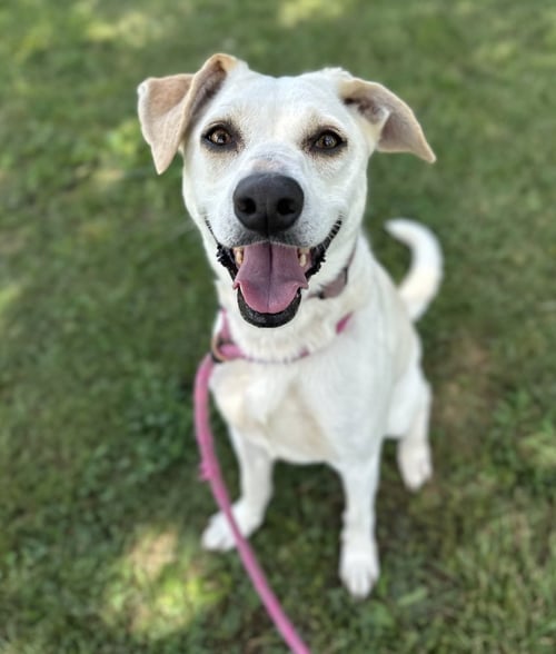 ANGEL - Pit Bull Terrier / Collie available for adoption