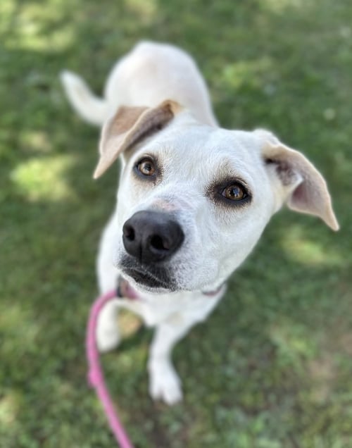 ANGEL - Pit Bull Terrier / Collie available for adoption