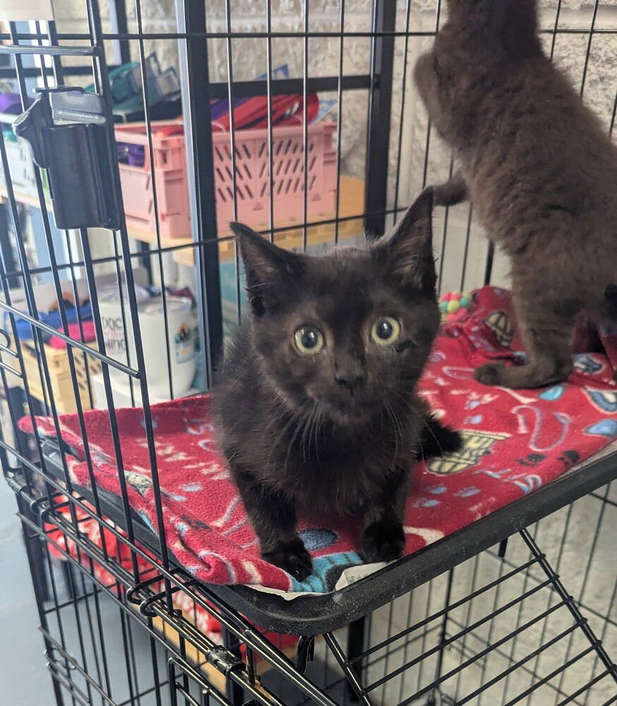 ELLIOT - Domestic Medium Hair available for adoption