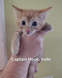 Captain Hook - Photo 1