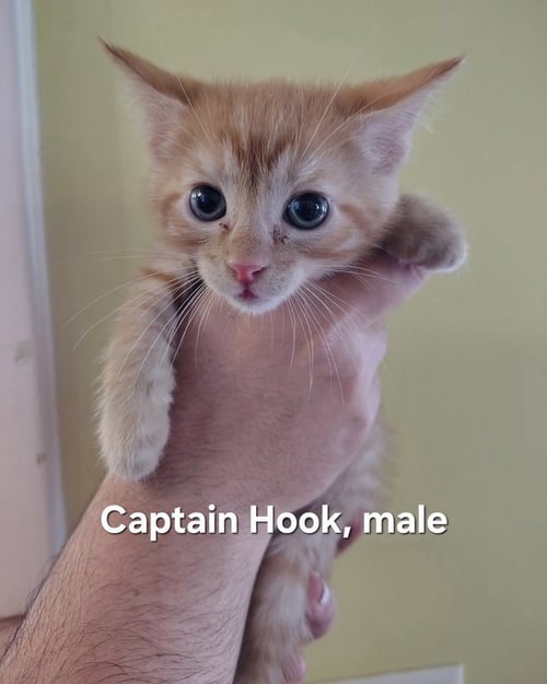 CAPTAIN HOOK - Domestic Short Hair available for adoption
