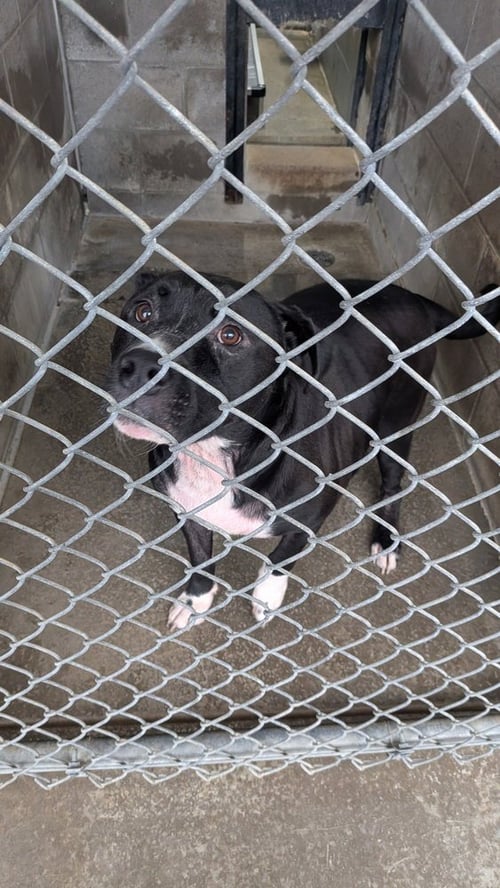 BANE ALEXANDER - Pit Bull Terrier available for adoption