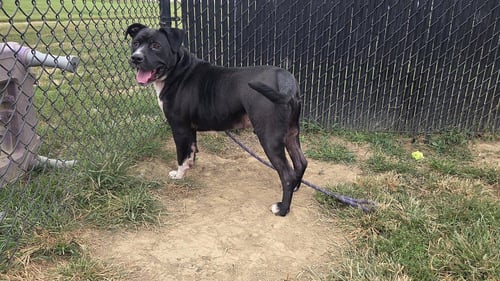 BANE ALEXANDER - Pit Bull Terrier available for adoption
