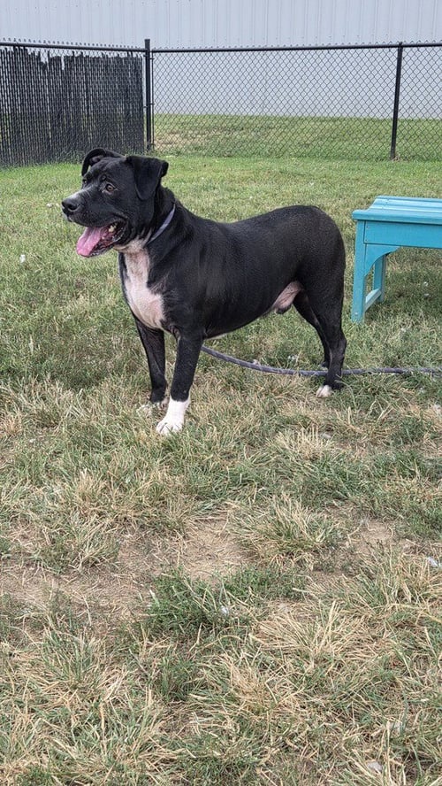 BANE ALEXANDER - Pit Bull Terrier available for adoption