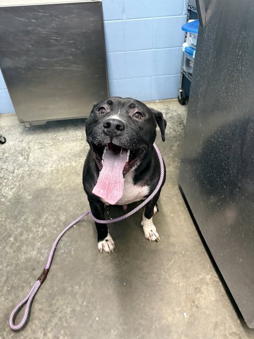 BANE ALEXANDER - Pit Bull Terrier available for adoption