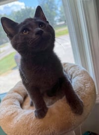 Ravenpaw - Photo 2