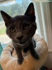 Ravenpaw - Photo 3