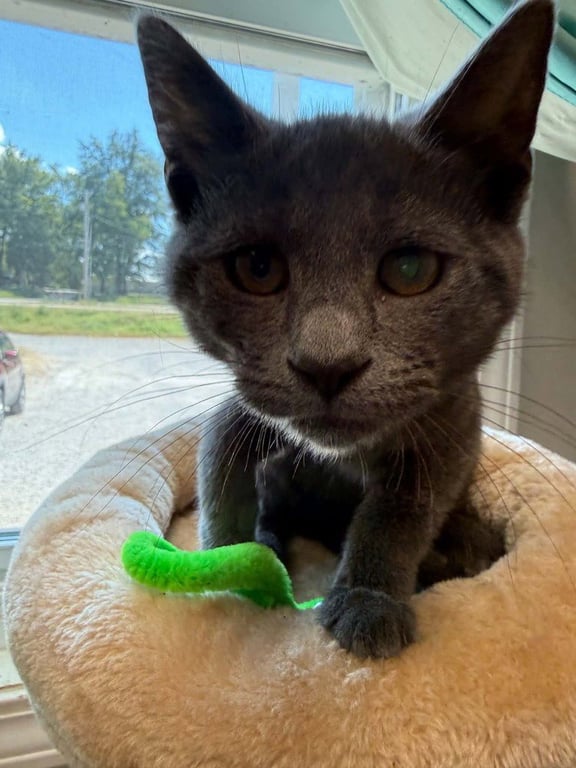 Ravenpaw Image