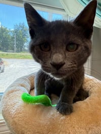 Ravenpaw - Photo 1