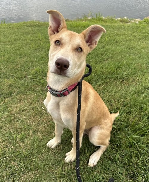 BAMBI (MALLA) - Siberian Husky available for adoption